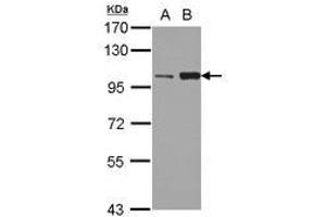 Image no. 1 for anti-Kinesin Family Member 3C (KIF3C) (AA 482-790) antibody (ABIN1499046)