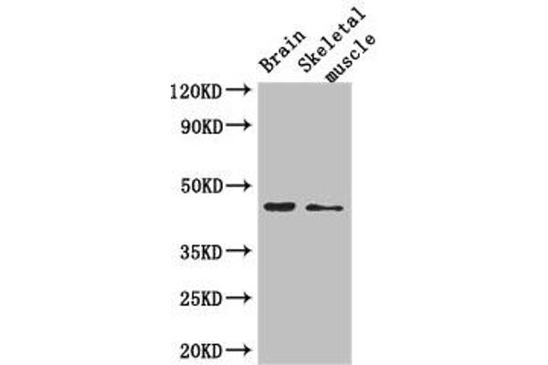 AJAP1 antibody  (AA 308-394)