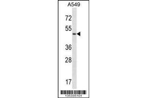 Image no. 1 for anti-Urotensin 2 Receptor (UTS2R) (Center) antibody (ABIN2493609)
