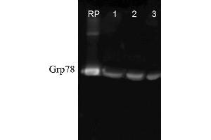 Image no. 1 for anti-Heat Shock 70kDa Protein 5 (Glucose-Regulated Protein, 78kDa) (HSPA5) antibody (Biotin) (ABIN2486758)