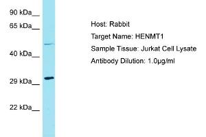 Image no. 1 for anti-HEN1 Methyltransferase Homolog 1 (HENMT1) (N-Term) antibody (ABIN2791578)