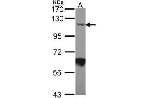Image no. 2 for anti-Importin 7 (IPO7) (C-Term) antibody (ABIN2856366)