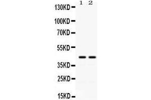 Image no. 1 for anti-DNA Repair Protein RAD51 Homolog 3 (RAD51C) (AA 177-207), (Middle Region) antibody (ABIN3043564)