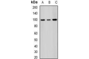 Image no. 1 for anti-Splicing Factor 3b, Subunit 2, 145kDa (SF3B2) (full length) antibody (ABIN6005264)