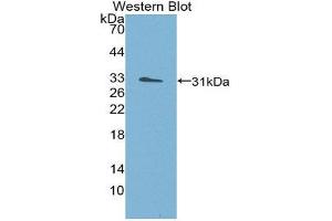 Image no. 1 for anti-Structure Specific Recognition Protein 1 (SSRP1) (AA 6-246) antibody (ABIN1980509)