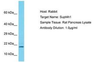 Image no. 1 for anti-Suppressor of Ty 4 Homolog 1 (SUPT4H1) (AA 57-106) antibody (ABIN6750243)