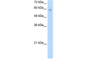 ARIH2 antibody  (N-Term)