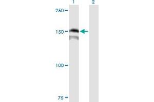 PRDM15 antibody  (AA 1-1141)