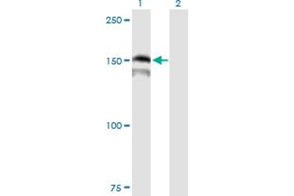 PRDM15 antibody  (AA 1-1141)