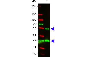 Western Blotting (WB) image for Rabbit anti-Goat IgG (Heavy & Light Chain) antibody (Atto 532) - Preadsorbed (ABIN1043943)