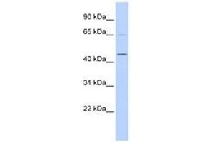Image no. 1 for anti-Histone H4 Transcription Factor (HINFP) (AA 180-229) antibody (ABIN6740303)