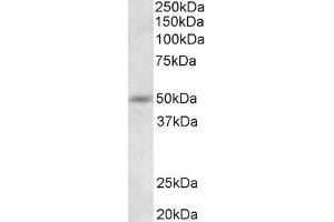 Image no. 1 for anti-Synaptotagmin IX (SYT9) (N-Term) antibody (ABIN5539903)