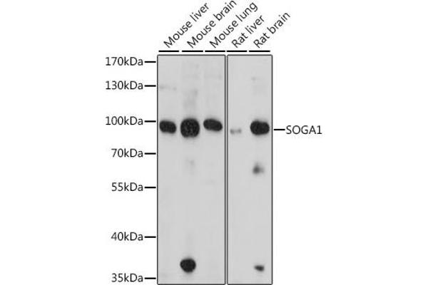 SOGA1 antibody  (AA 650-750)