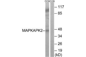 Image no. 2 for anti-Mitogen-Activated Protein Kinase-Activated Protein Kinase 2 (MAPKAPK2) (Ser272) antibody (ABIN1848344)
