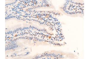 Image no. 6 for anti-Jun Proto-Oncogene (JUN) (pThr239) antibody (ABIN6255640)