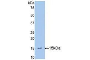 IL-15 antibody  (AA 49-162)