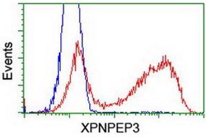 Image no. 5 for anti-X-Prolyl Aminopeptidase (Aminopeptidase P) 3, Putative (XPNPEP3) antibody (ABIN1501766)