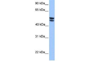 Image no. 1 for anti-3-Oxoacid CoA Transferase 1 (OXCT1) (Middle Region) antibody (ABIN2783388)