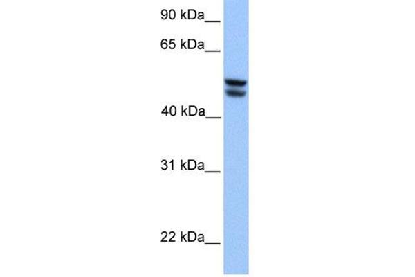 OXCT1 antibody  (Middle Region)