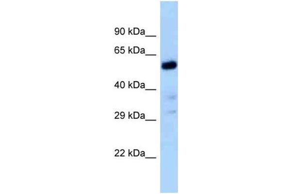 anti-Zinc Finger Protein 84 (ZNF84) (C-Term) antibody