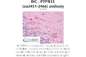 Image no. 1 for anti-Protein tyrosine Phosphatase, Non-Receptor Type 13 (APO-1/CD95 (Fas)-Associated Phosphatase) (PTPN13) (AA 2451-2466) antibody (ABIN1738599)