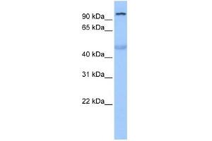 Image no. 1 for anti-Tubby Like Protein 3 (TULP3) (N-Term) antibody (ABIN2780502)