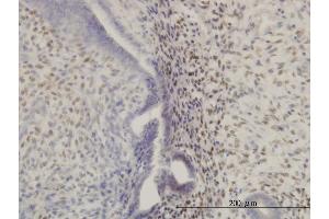 Image no. 5 for anti-Homeobox A11 (HOXA11) (AA 60-166) antibody (ABIN561322)