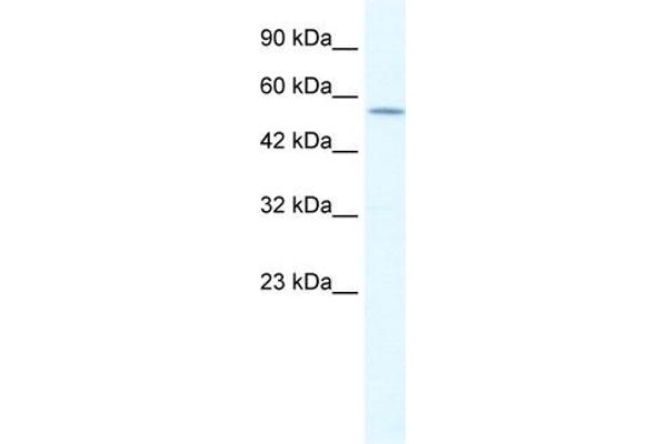anti-Potassium Voltage-Gated Channel, Shaker-Related Subfamily, Member 10 (KCNA10) (Middle Region) antibody