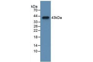 Cholecystokinin antibody  (AA 1-115)