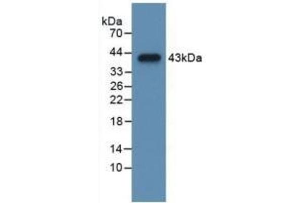 Cholecystokinin antibody  (AA 1-115)