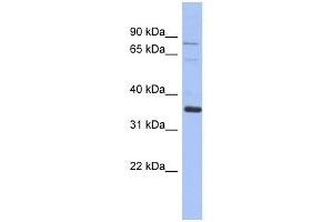 Image no. 1 for anti-NRBP2 (NRBP2) (Middle Region) antibody (ABIN631188)
