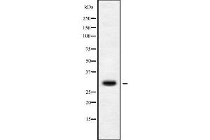 Image no. 2 for anti-Mitochondrial Ribosomal Protein S15 (MRPS15) (Internal Region) antibody (ABIN6263378)