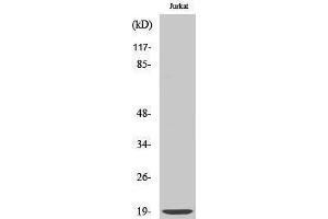 Image no. 1 for anti-Poly A Specific Ribonuclease (PARN) (C-Term) antibody (ABIN3184246)