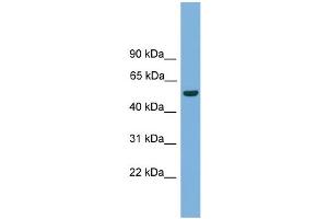 Image no. 1 for anti-One Cut Homeobox 3 (ONECUT3) (C-Term) antibody (ABIN2780112)