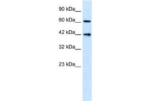Image no. 2 for anti-CASP8 and FADD-Like Apoptosis Regulator (CFLAR) (N-Term) antibody (ABIN2792098)