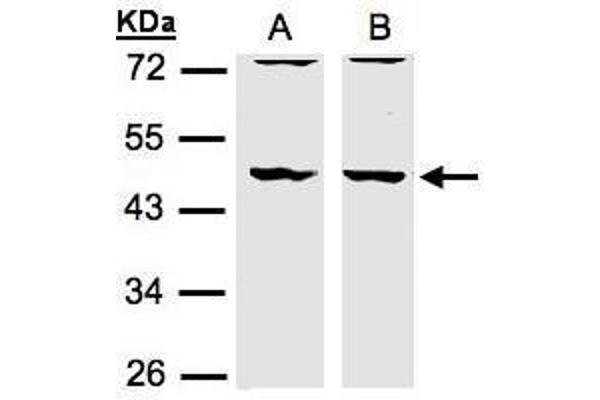 anti-Drebrin-Like (DBNL) (N-Term) antibody