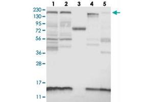 Image no. 2 for anti-KIAA1009 (KIAA1009) antibody (ABIN5581815)
