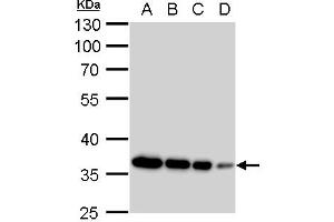 Image no. 8 for anti-Glyceraldehyde-3-Phosphate Dehydrogenase (GAPDH) (Center) antibody (ABIN2857072)