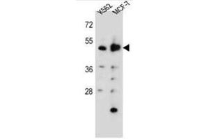 Image no. 1 for anti-Aspartyl Aminopeptidase (DNPEP) (AA 45-73), (N-Term) antibody (ABIN950538)