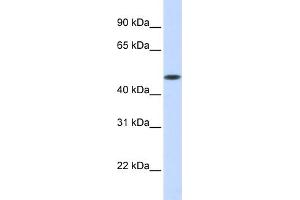 anti-Glycosyltransferase 8 Domain Containing 1 (GLT8D1) (Middle Region) antibody