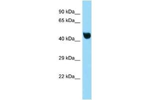 Image no. 1 for anti-Nuclear Factor of kappa Light Polypeptide Gene Enhancer in B-Cells Inhibitor-Like 1 (NFKBIL1) (C-Term) antibody (ABIN2780634)