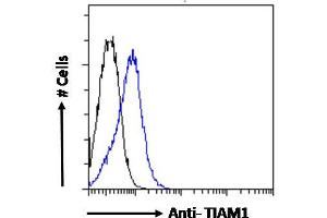 Image no. 1 for anti-T-Cell Lymphoma Invasion and Metastasis 1 (TIAM1) (C-Term) antibody (ABIN6391387)