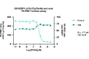 Image no. 3 for Phospho-4EBP1 (T37/T46) and Total 4EBP1 TR-FRET Cellular Assay Kit (ABIN6938945)