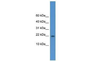 Image no. 1 for anti-Interleukin 1 delta (FIL1d) (C-Term) antibody (ABIN928796)