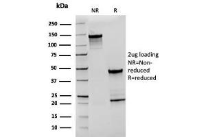Image no. 1 for anti-CD27 Molecule (CD27) antibody (ABIN6941125)