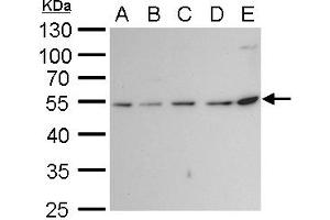 Image no. 2 for anti-Tubulin, beta 2A (TUBB2A) (Center) antibody (ABIN2857071)