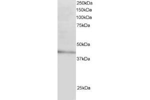 LDLRAP1 抗体  (N-Term)
