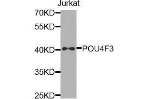 Image no. 1 for anti-POU Domain, Class 4, Transcription Factor 3 (POU4F3) antibody (ABIN2737399)