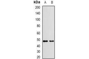 Image no. 3 for anti-Vacuolar Protein Sorting 37 Homolog A (VPS37A) (full length) antibody (ABIN6004510)
