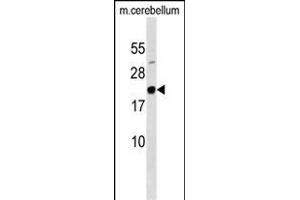 FG Antibody (N-term) (ABIN1538836 and ABIN2849341) western blot analysis in mouse cerebellum tissue lysates (35 μg/lane).